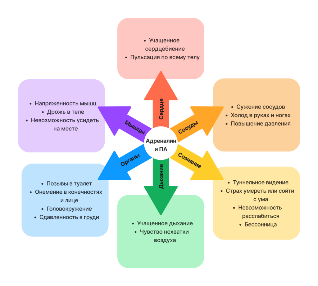 Схема симптомов панической атаки: влияние адреналина на сердце, сосуды, дыхание, мышцы, органы и сознание
